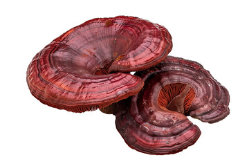 Red reishi Mushroom (Lingzhi) isolated on white background png transparent clipart.