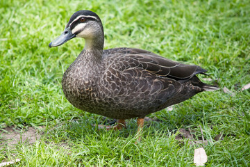 the Pacific black duck is walking through the grass