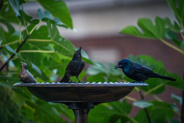 Common Grackle Bird Watching
