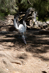the pelican is stretching