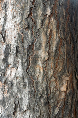 Tree trunk with a rough bark
