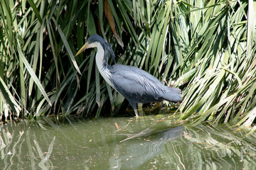 the pied heron has a black face, wings and white on its chest