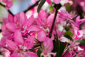 pink magnolia flowers