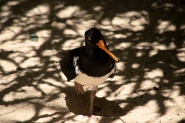 the pied oyster catcher is standing on one leg