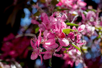 pink and white flowers