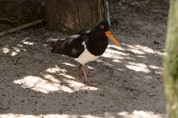 this is a side view of a peid oyster catcher