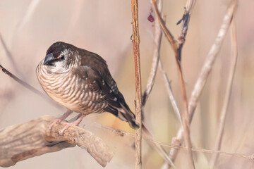 the plum headed finch is a small Australian bird