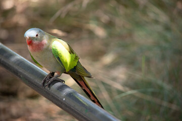 the princess Alexaandra parrot  is perched on a pipe
