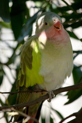 the princess Alexandra parrot is perched in a tree