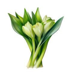 Elegant Bouquet of Creamy White Tulips with Lush Green Leaves Spring Floral Illustration