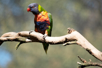 the rainbow lorikeet is perched on a branch