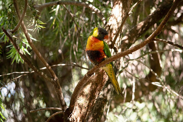 the rainbow lorikeet is perched in a tree