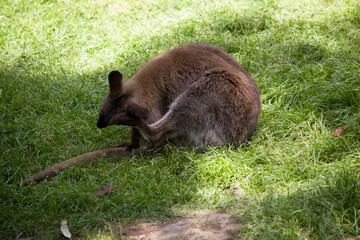 the re necked wallaby is scratching its head