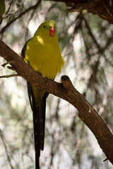 this is a male regent parrot perched on a branch