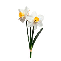 A bright daffodil, symbolizing spring's warmth and renewal.