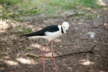 this is a black and white stilt