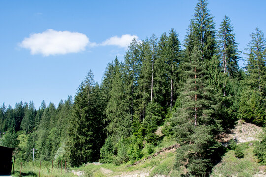 forest in the mountains