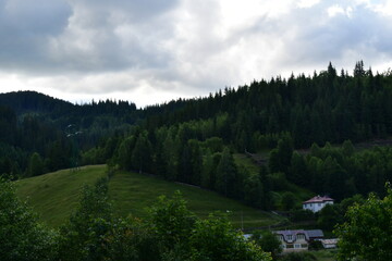 forest in the mountains