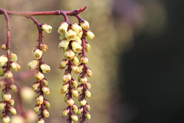 Japanese pearl tail flowers, flowers of stachyurus praecox, beautiful hanging flowers of a tree, flowering trees in March