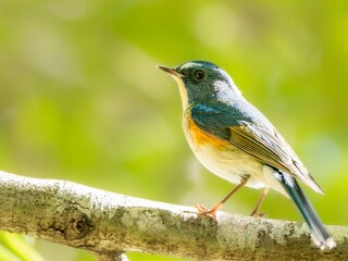 森の木陰で周りを見渡しているルリビタキの雄