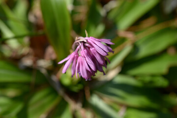 ショウジョウバカマ