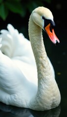 Fototapeta premium Elegant swan neck with spread wings , wings, peaceful