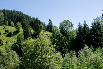 forest in the mountains