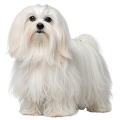 Fluffy white dog with long hair, standing gracefully and looking adorable