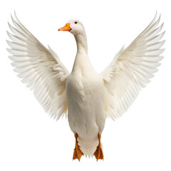 Obraz premium Flying White Goose Displaying Wings in Natural Setting - Animal Photography