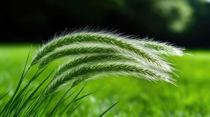 Gentle grass swaying in breeze.  Close-up of three delicate blades of grass with feathery seed heads.  Vibrant green field background