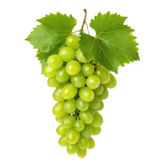 Obraz premium Fresh green grapes hanging from vine, showcasing their vibrant color and lush leaves