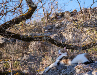 yawning cat stretches in sun blending into the rugged dry countryside