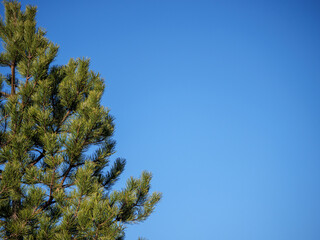 lush pine tree vast blue sky symbolizing growth serenity open space