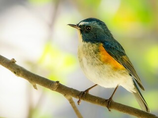 森の木陰で周りを見渡しているルリビタキの雄