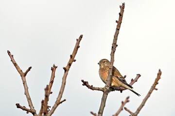 Common Linnet (Linaria cannabina), Greece