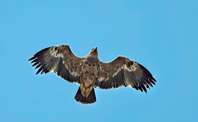 Steppe eagle (Aquila nipalensis), Crete