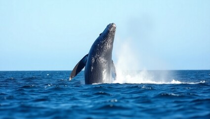 Wild Ocean – Whale Watching Scene