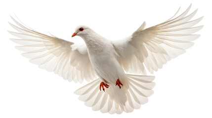 Obraz premium Elegant White Dove in Flight, Symbol of Peace, Isolated on Transparent Background 