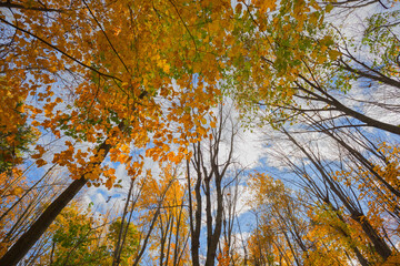 Fototapeta premium Fall season at Mount Royal, Montreal, Canada