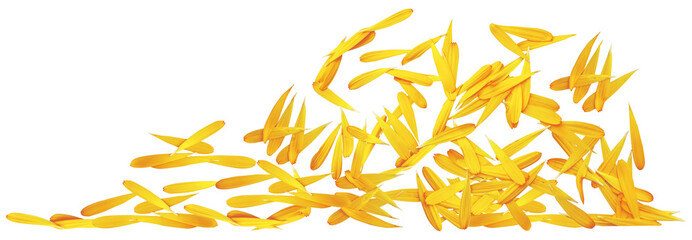 Yellow petals on a white background