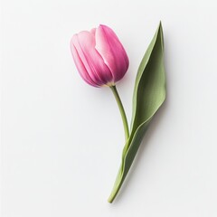 A single pink tulip, with its smooth petals and natural curves, captured from above on a white background