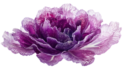 Asian and Chinese style fresh vibrant purple flower isolated on white background