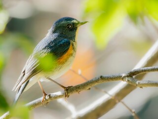 森の木陰で周りを見渡しているルリビタキの雄