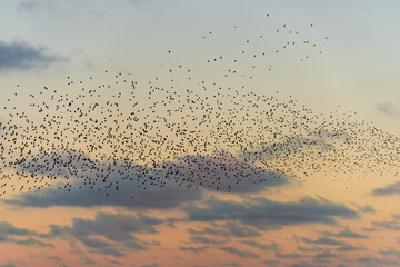 Amazing image of starling murmuration in flight during pastel colour Winter sunset evening