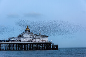 Amazing image of starling murmuration in flight over Victorian pier during pastel colour Winter sunset evening