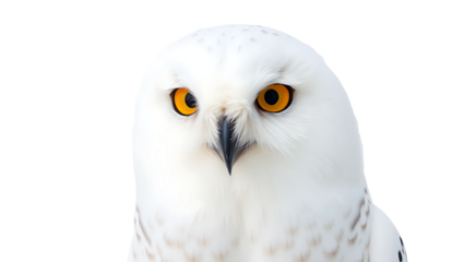 Powerful Snowy Owl isolated on transparent background.