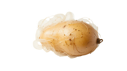Sprouting Potato with Roots isolated on transparent background.