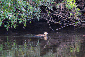 Mandarin duckling swimming in the River Wear, County Durham, England, UK.