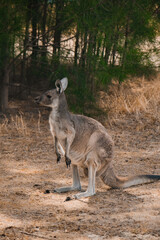kangourou australie