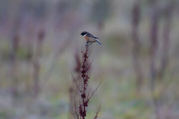 Male Stonechat ballanced on a Curly Dock plant